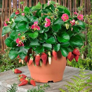Strawberry Plant