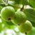 Thai 7 Guava