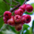 Thai Red Jamrul