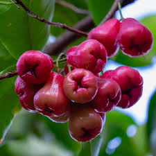 Thai red water apple
