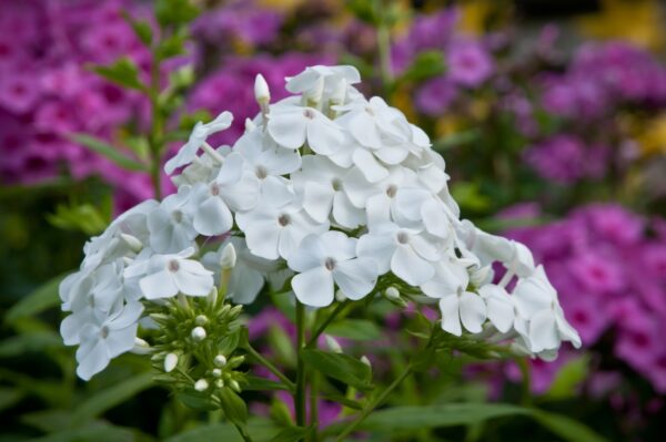 Phlox Plant - Image 3