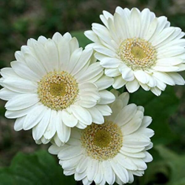 Gerbera Tissue Culture - Image 4