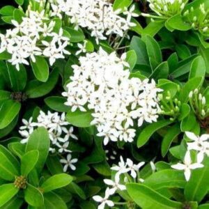 White Dwarf Rangoon