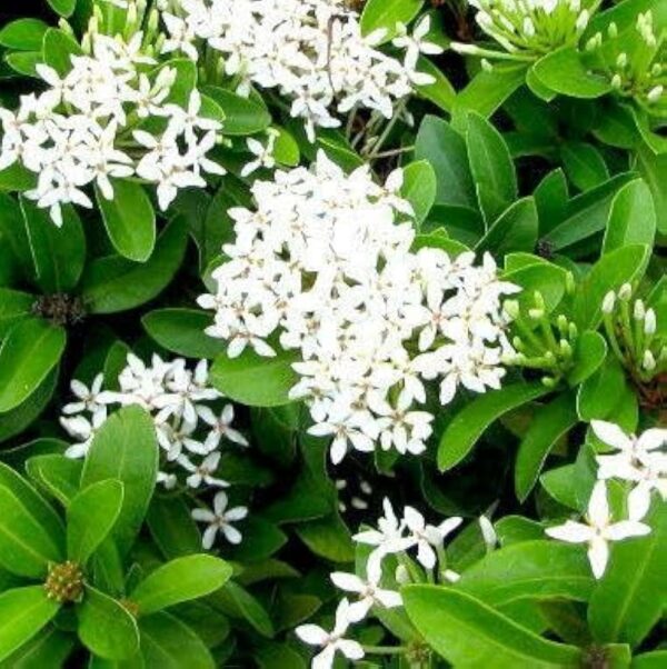 White Dwarf Rangoon