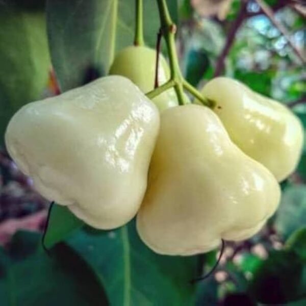 White Water Apple