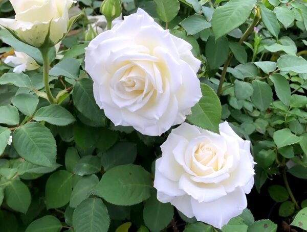 White rose