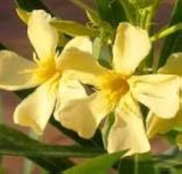 Karabi Single Petal - Image 2