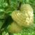 Custard Apple Yellow