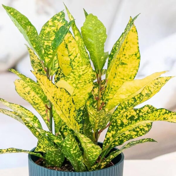 Yellow Green Big Leaf