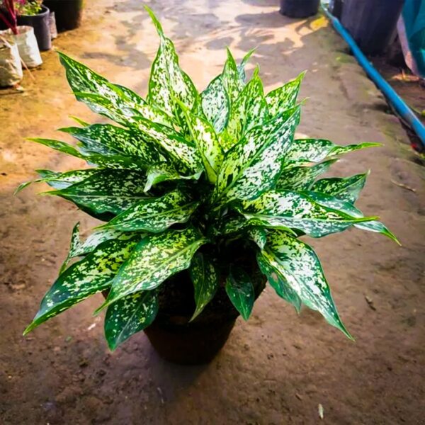 aglaonema-snow-white-plant