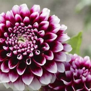 Dahlia Plant