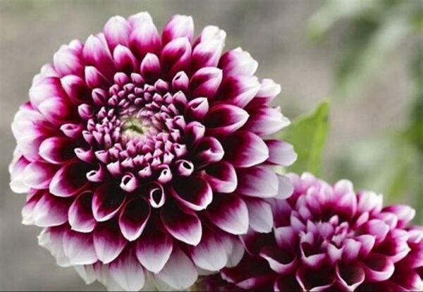 Dahlia Plant