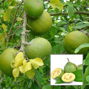 Thai Wood Apple