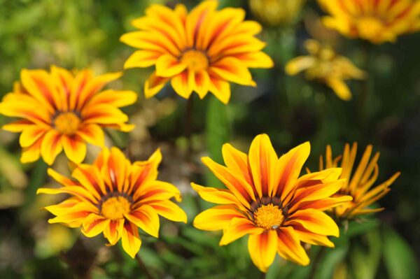 Gazania Plant - Image 4