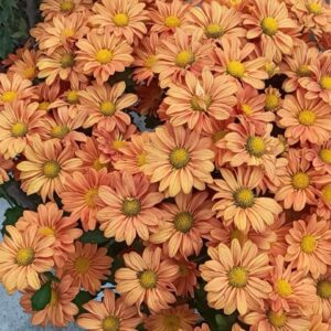 Chandramallika Plant