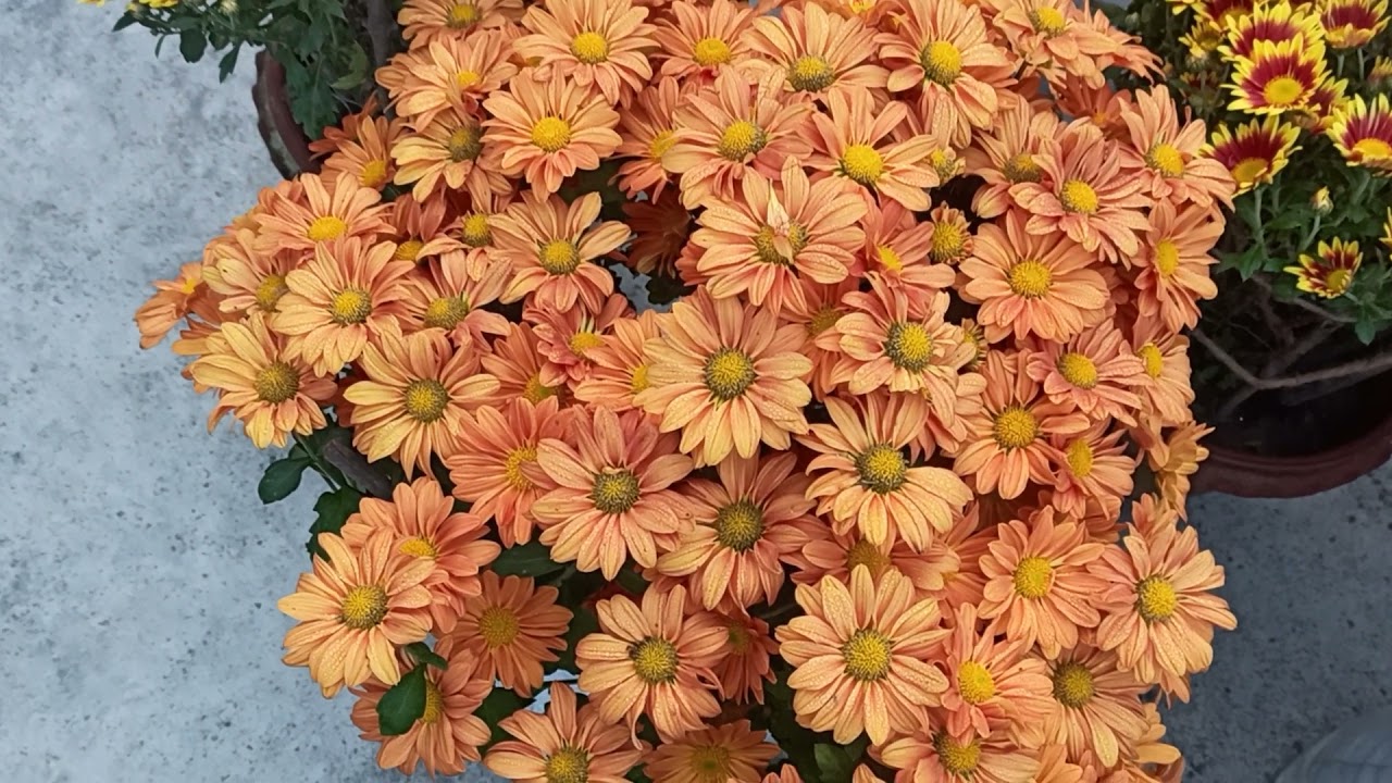 Chandramallika Plant