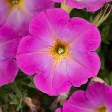 Petunia Plant - Image 8