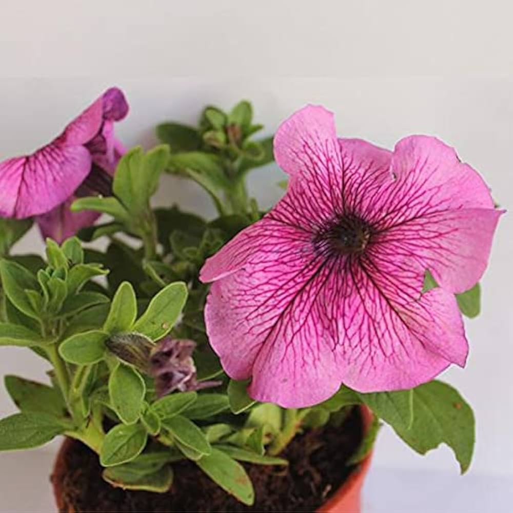 Petunia Plant - Image 9