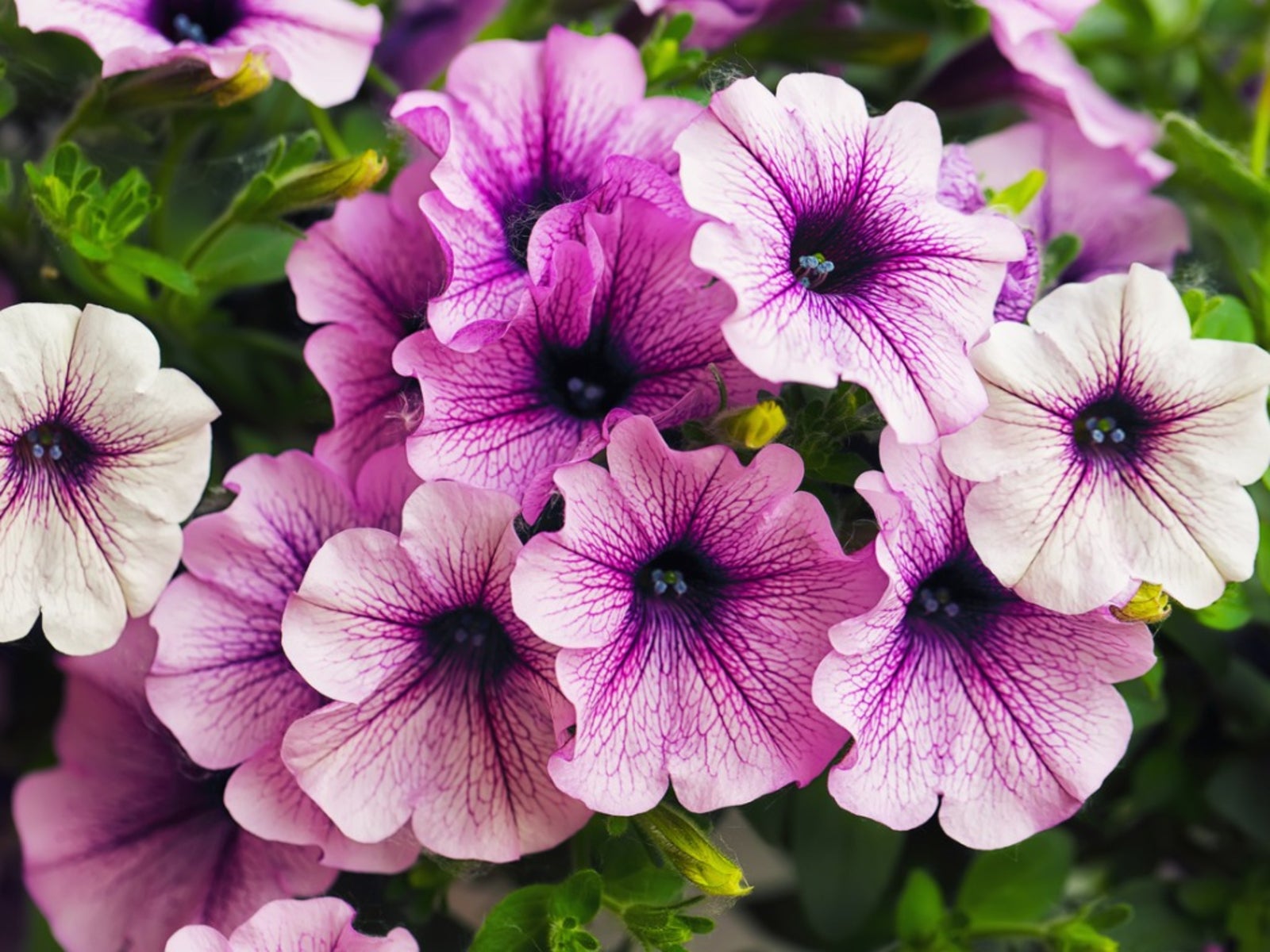 Petunia Plant - Image 11