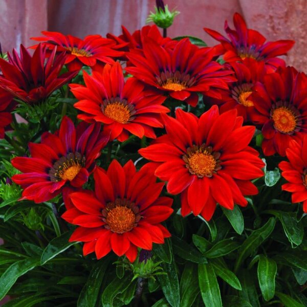 Gazania Plant - Image 5