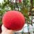 Red Pomelo Batabi Lebu