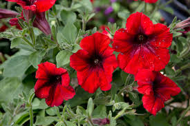 Petunia Plant - Image 13