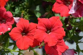 Petunia Plant - Image 14