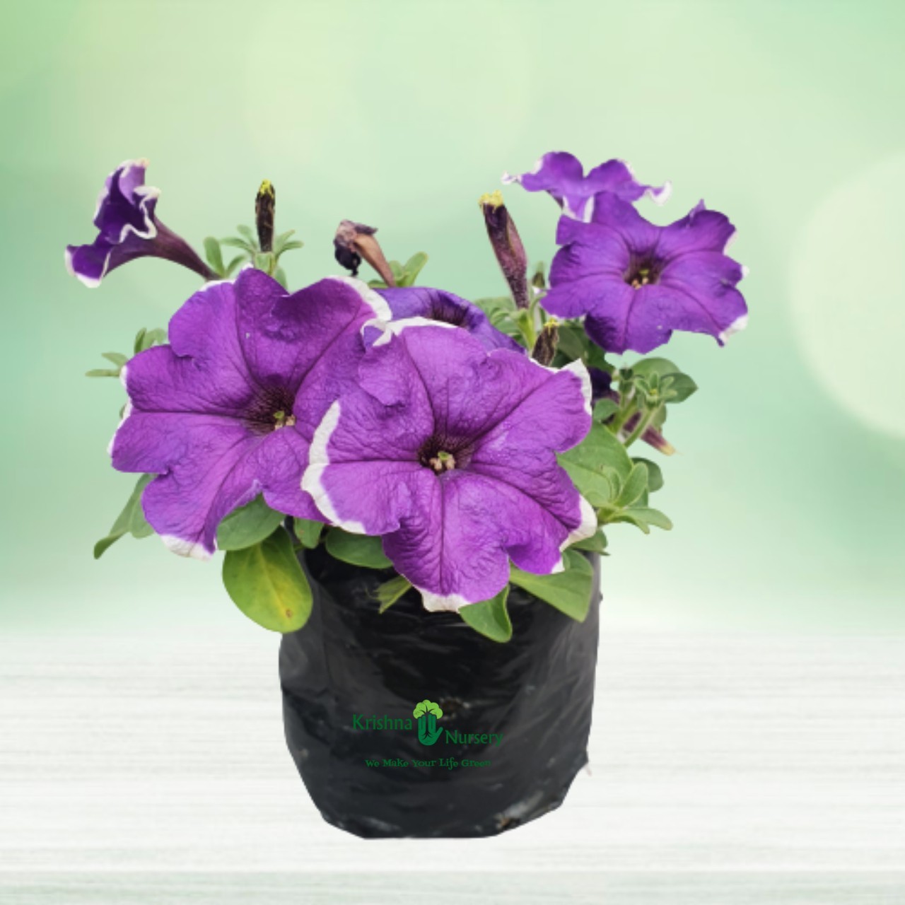 Petunia Plant - Image 2