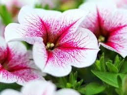 Petunia Plant