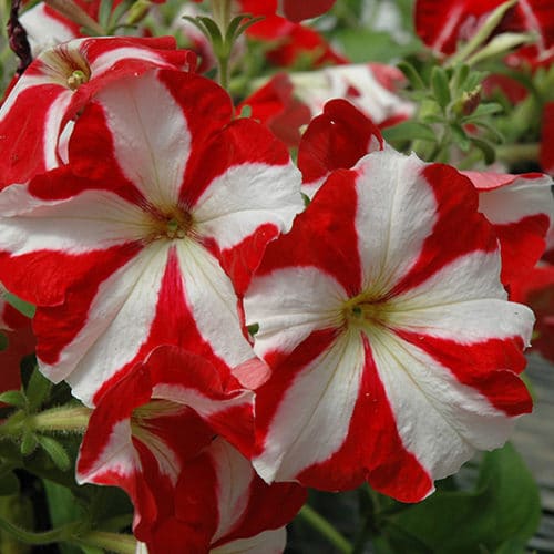 Petunia Plant - Image 6