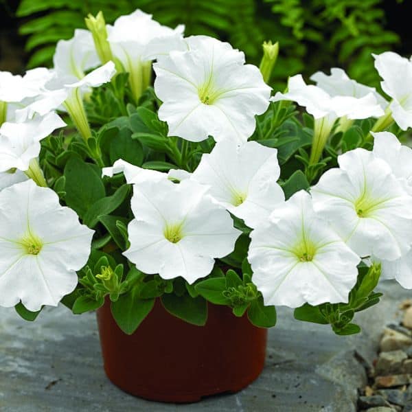 Petunia Plant - Image 7