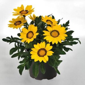 Gazania Plant