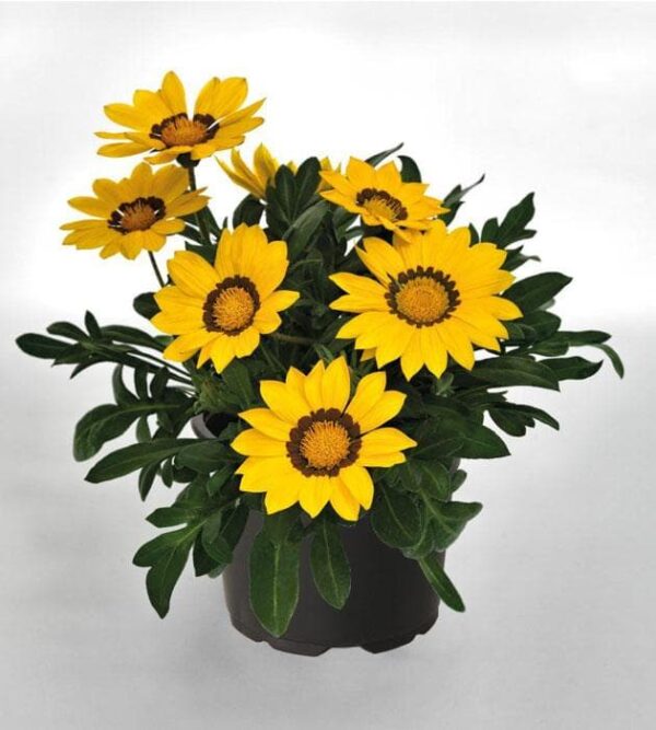 Gazania Plant