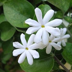 Indian Jasmine Flower