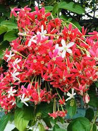 Madhabilata double petal