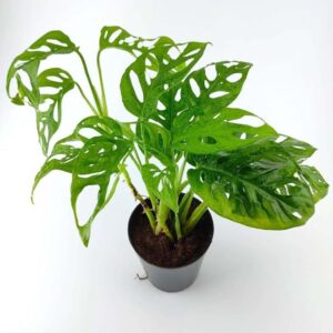 Monstera Plant