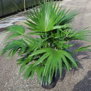 Chinese Palm
