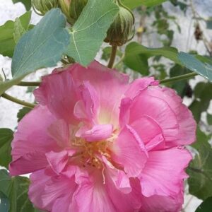 Hibiscus mutabilis