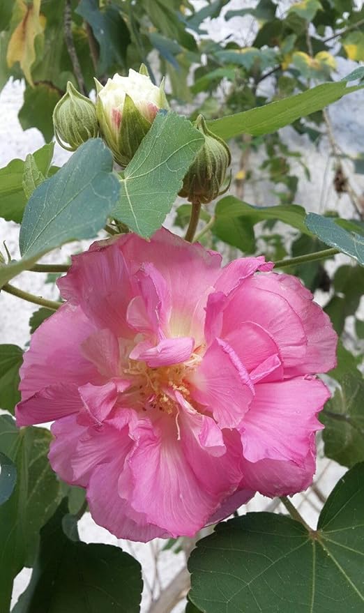 Hibiscus mutabilis