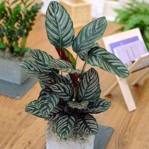 Calathea Plant