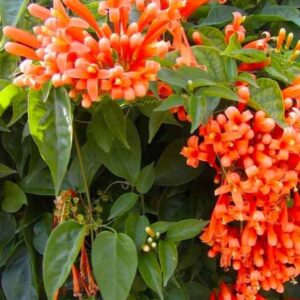 Flame Vine