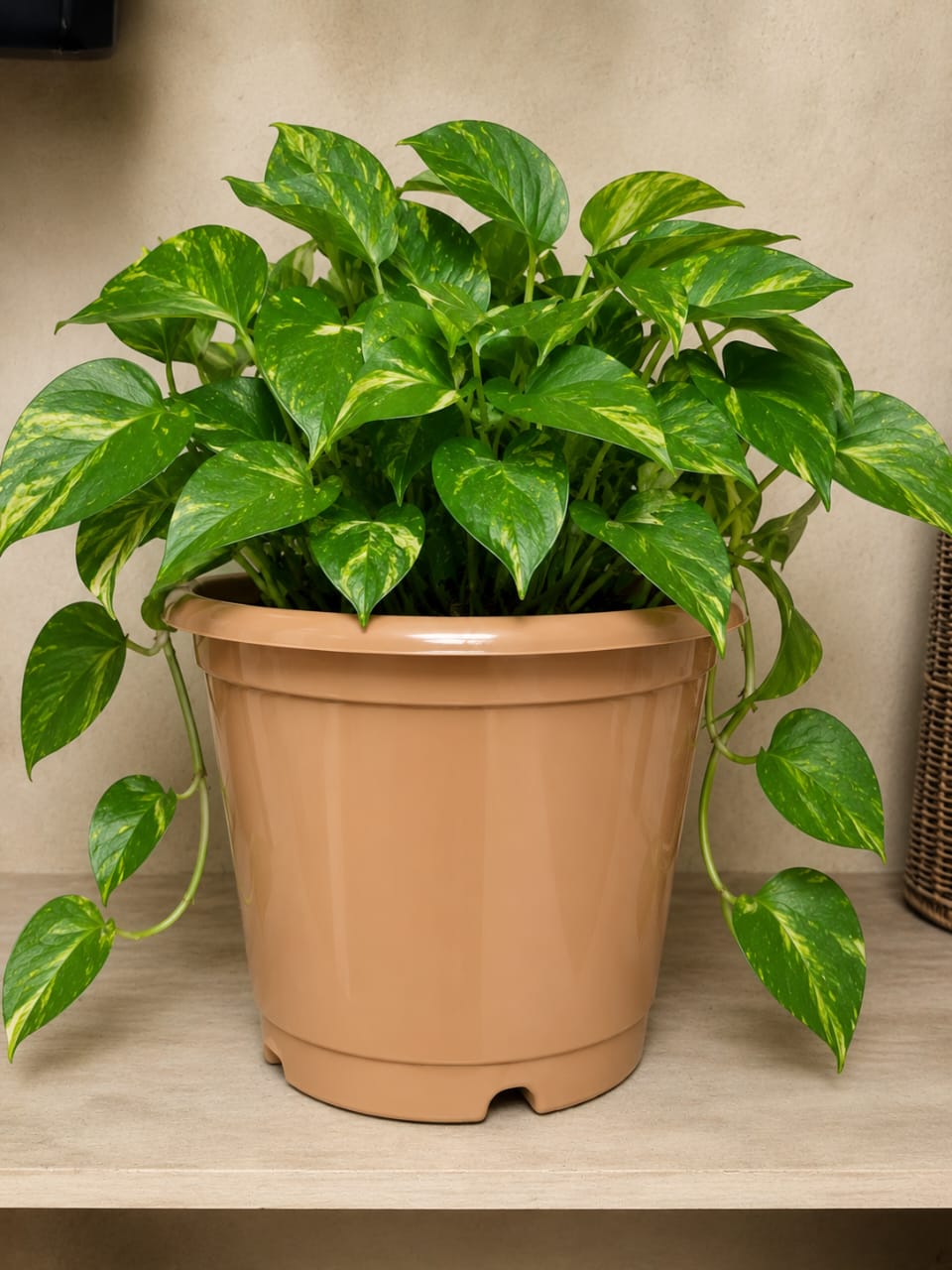 Classic Round Plastic Planter Pot