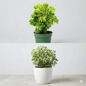Aralia (Green and white)