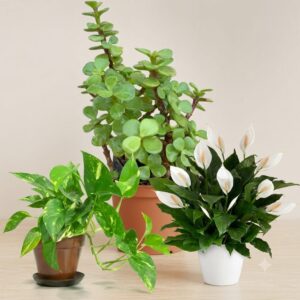 Jade, Money Plant (normal) and Peace Lily Combo