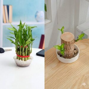 Lucky Bamboo and Brazilian wood combo