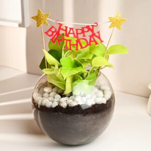 The Birthday Star Terrarium