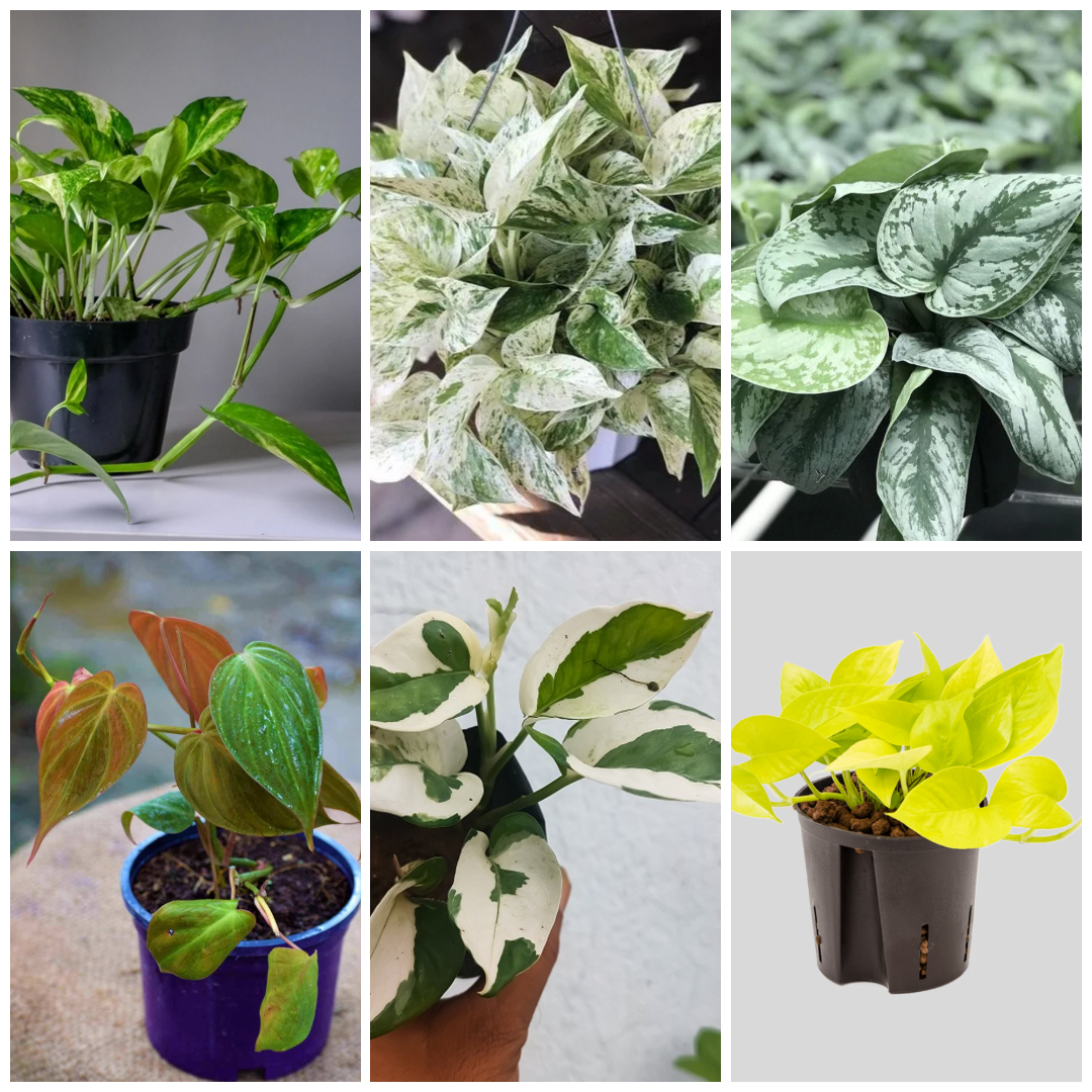 Money Plant Combo