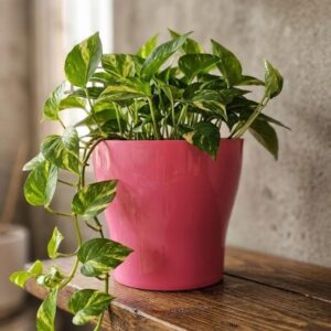 Tapered Cylinder pot