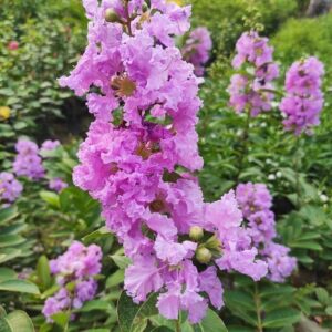 Furush Plant