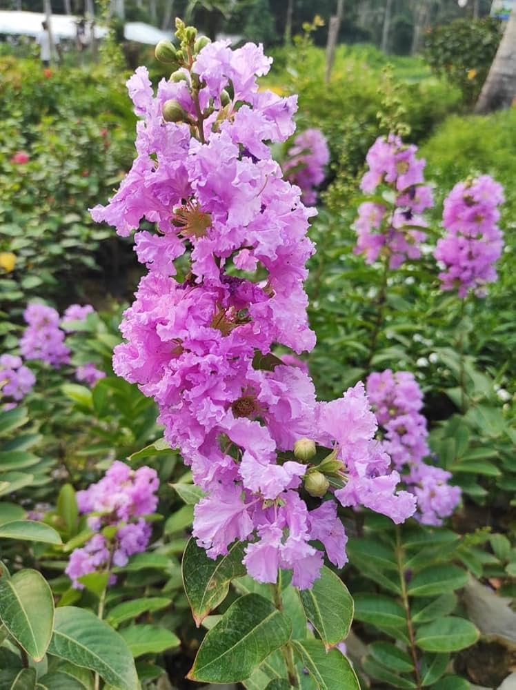 Furush Plant
